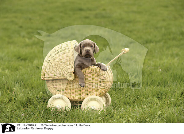 Labrador Retriever Welpe / Labrador Retriever Puppy / JH-28847