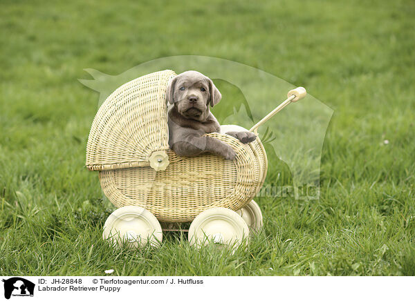 Labrador Retriever Puppy / JH-28848