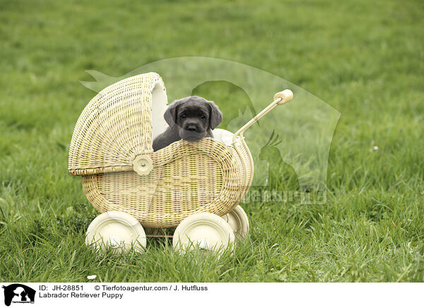 Labrador Retriever Welpe / Labrador Retriever Puppy / JH-28851