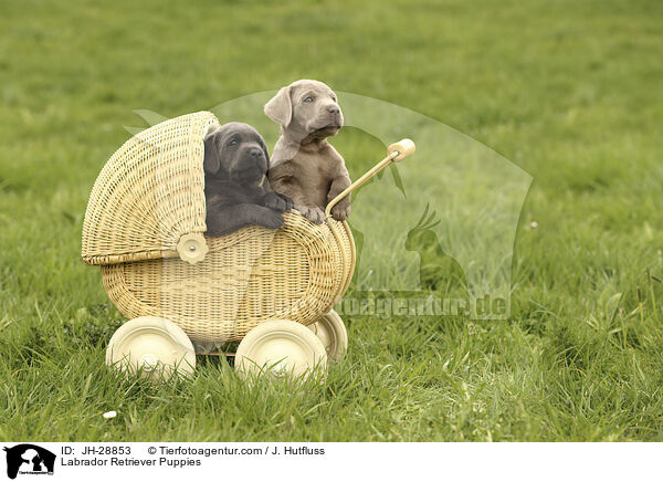 Labrador Retriever Puppies / JH-28853