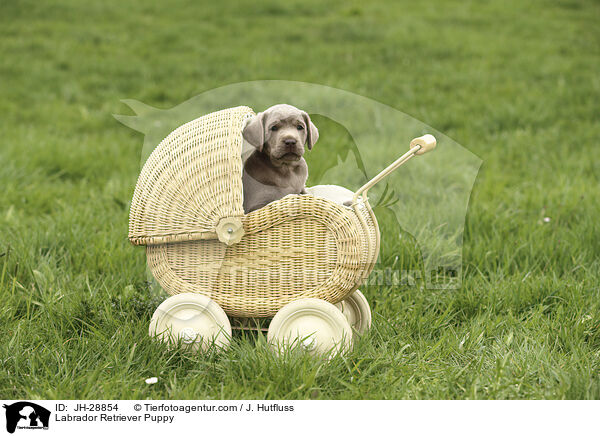 Labrador Retriever Welpe / Labrador Retriever Puppy / JH-28854