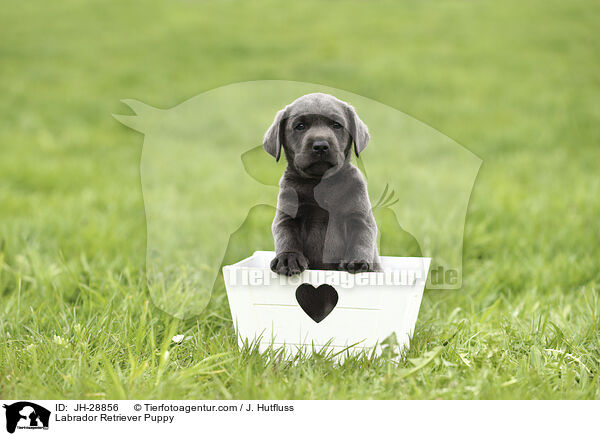 Labrador Retriever Welpe / Labrador Retriever Puppy / JH-28856