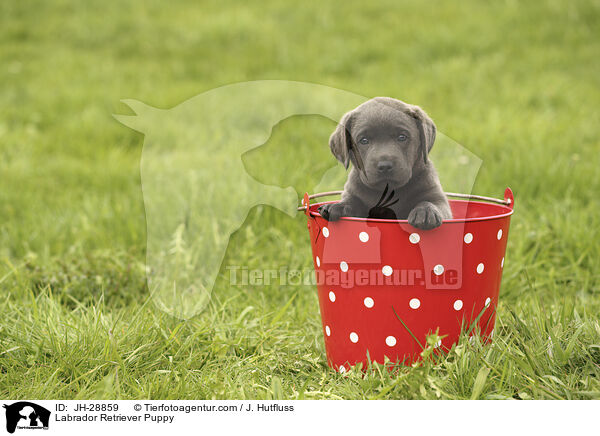 Labrador Retriever Welpe / Labrador Retriever Puppy / JH-28859