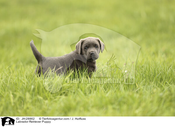 Labrador Retriever Welpe / Labrador Retriever Puppy / JH-28862