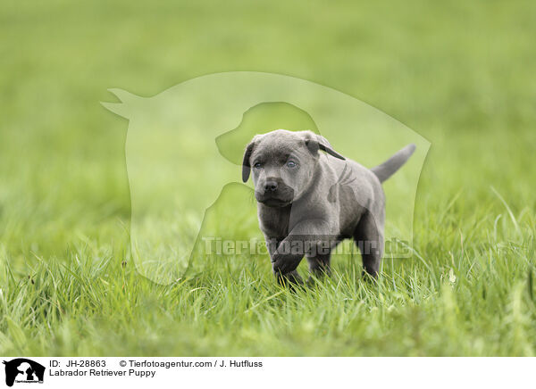 Labrador Retriever Puppy / JH-28863