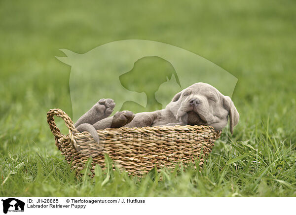 Labrador Retriever Puppy / JH-28865
