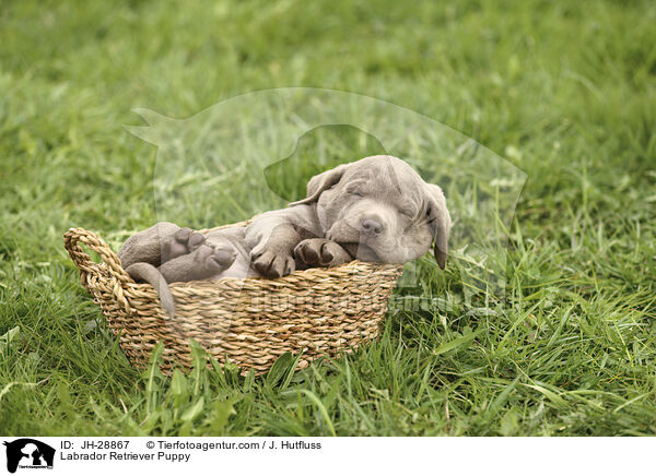 Labrador Retriever Welpe / Labrador Retriever Puppy / JH-28867