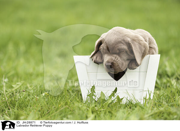 Labrador Retriever Welpe / Labrador Retriever Puppy / JH-28871