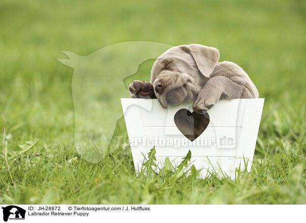 Labrador Retriever Welpe / Labrador Retriever Puppy / JH-28872