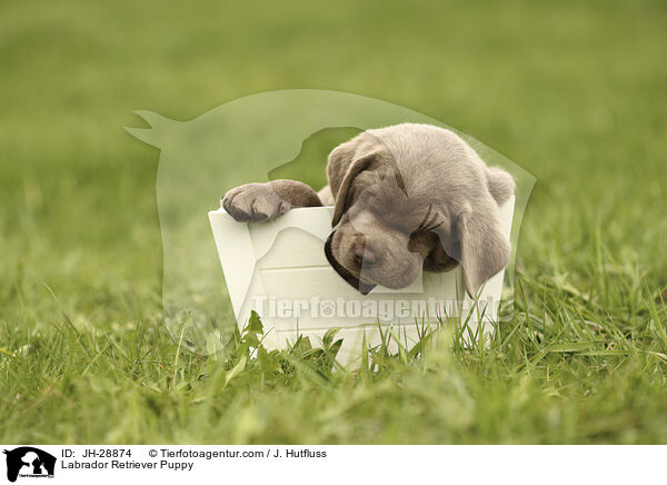 Labrador Retriever Welpe / Labrador Retriever Puppy / JH-28874