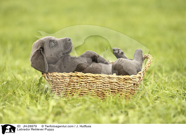 Labrador Retriever Puppy / JH-28879