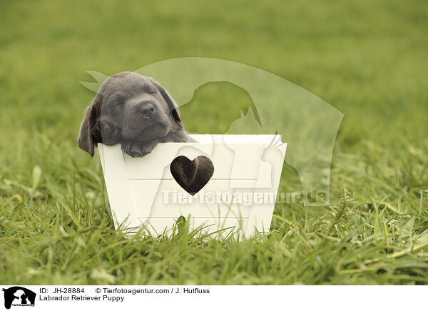 Labrador Retriever Puppy / JH-28884