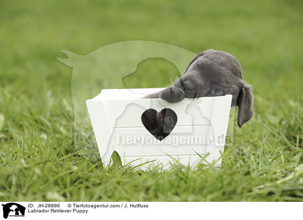 Labrador Retriever Welpe / Labrador Retriever Puppy / JH-28886