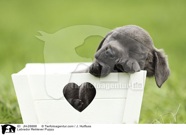 Labrador Retriever Puppy / JH-28888