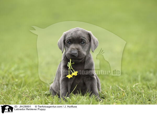 Labrador Retriever Puppy / JH-28891