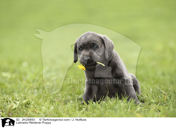 Labrador Retriever Welpe / Labrador Retriever Puppy / JH-28893