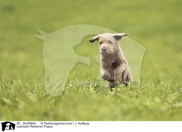 Labrador Retriever Puppy / JH-28894