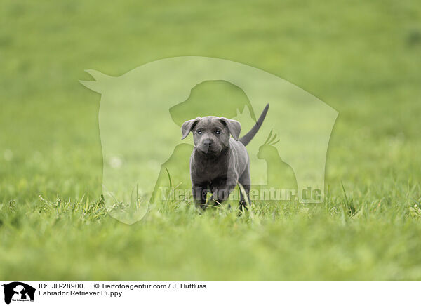 Labrador Retriever Puppy / JH-28900