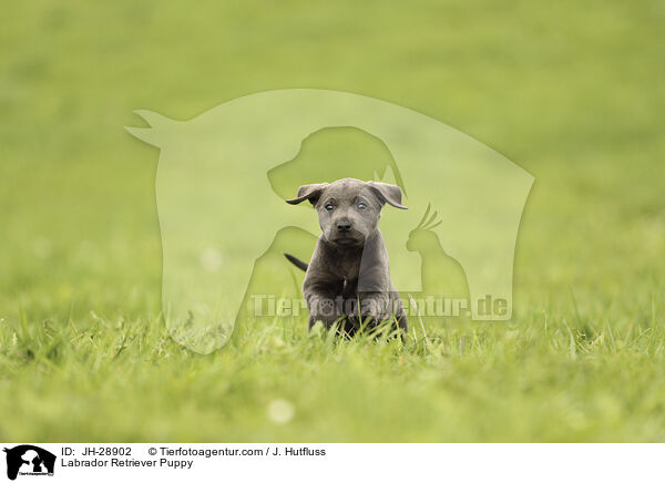 Labrador Retriever Puppy / JH-28902