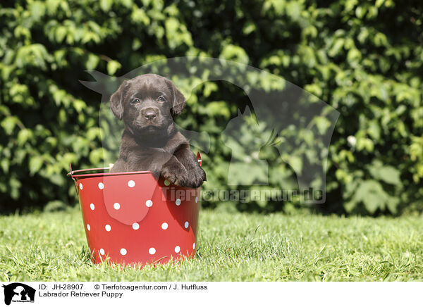 Labrador Retriever Welpe / Labrador Retriever Puppy / JH-28907