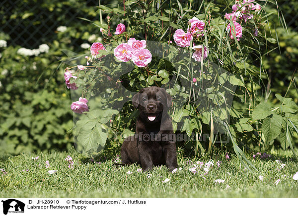 Labrador Retriever Welpe / Labrador Retriever Puppy / JH-28910