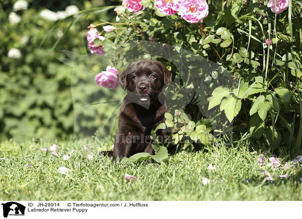 Labrador Retriever Welpe / Labrador Retriever Puppy / JH-28914
