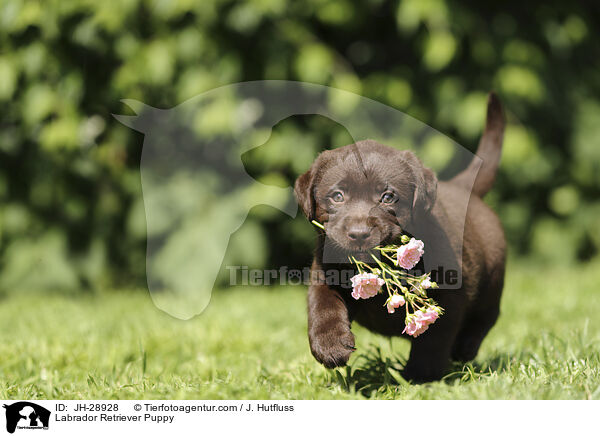 Labrador Retriever Welpe / Labrador Retriever Puppy / JH-28928