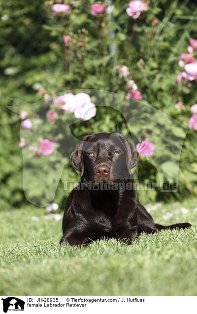 Labrador Retriever Hndin / female Labrador Retriever / JH-28935