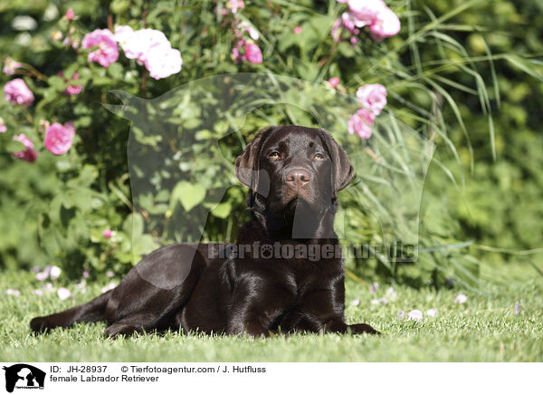 Labrador Retriever Hndin / female Labrador Retriever / JH-28937