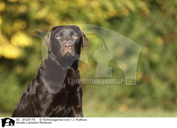 Labrador Retriever Hndin / female Labrador Retriever / JH-29179