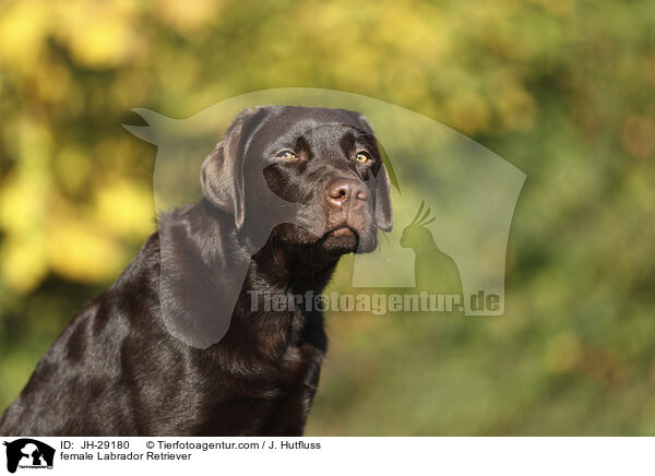 Labrador Retriever Hndin / female Labrador Retriever / JH-29180