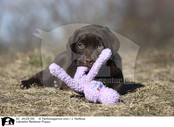 Labrador Retriever Welpe / Labrador Retriever Puppy / JH-29194