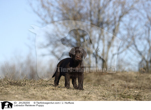 Labrador Retriever Welpe / Labrador Retriever Puppy / JH-29200