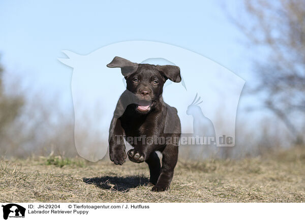 Labrador Retriever Welpe / Labrador Retriever Puppy / JH-29204