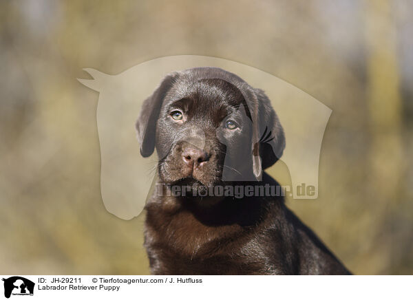 Labrador Retriever Welpe / Labrador Retriever Puppy / JH-29211