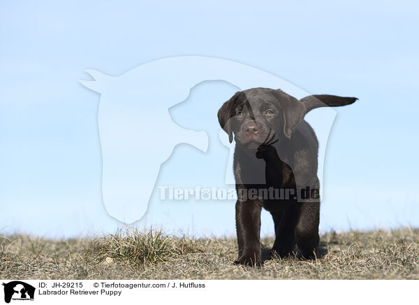 Labrador Retriever Welpe / Labrador Retriever Puppy / JH-29215