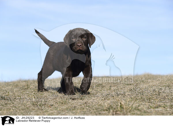 Labrador Retriever Welpe / Labrador Retriever Puppy / JH-29223