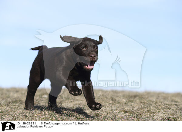 Labrador Retriever Welpe / Labrador Retriever Puppy / JH-29231