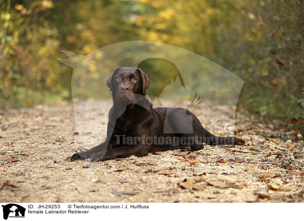 Labrador Retriever Hndin / female Labrador Retriever / JH-29253