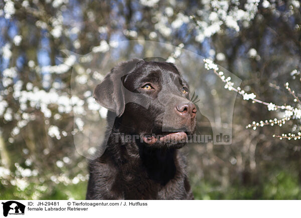 Labrador Retriever Hndin / female Labrador Retriever / JH-29481