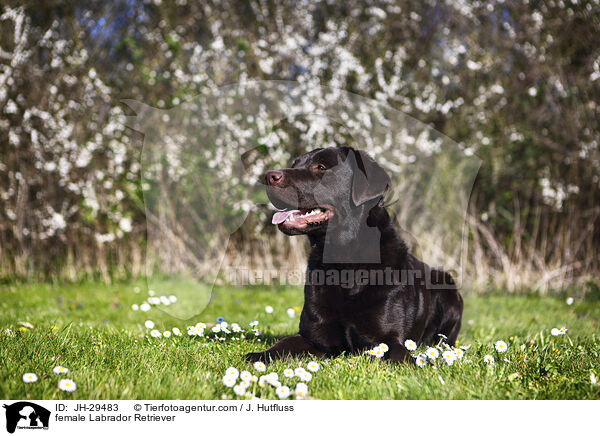 Labrador Retriever Hndin / female Labrador Retriever / JH-29483