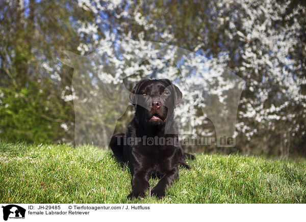 Labrador Retriever Hndin / female Labrador Retriever / JH-29485