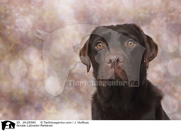 Labrador Retriever Hndin / female Labrador Retriever / JH-29580