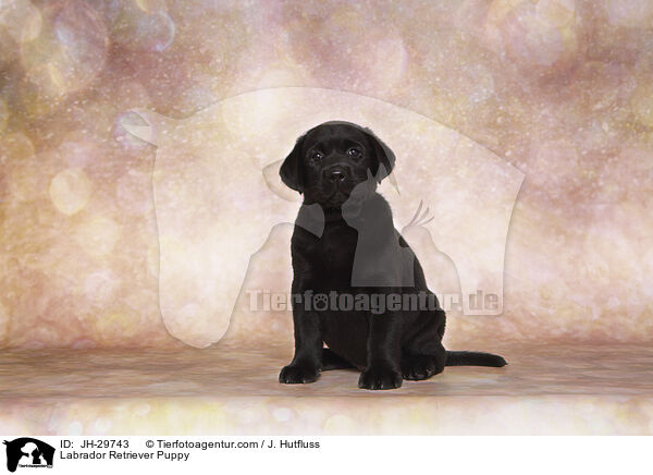 Labrador Retriever Welpe / Labrador Retriever Puppy / JH-29743