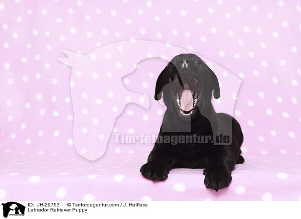 Labrador Retriever Welpe / Labrador Retriever Puppy / JH-29753