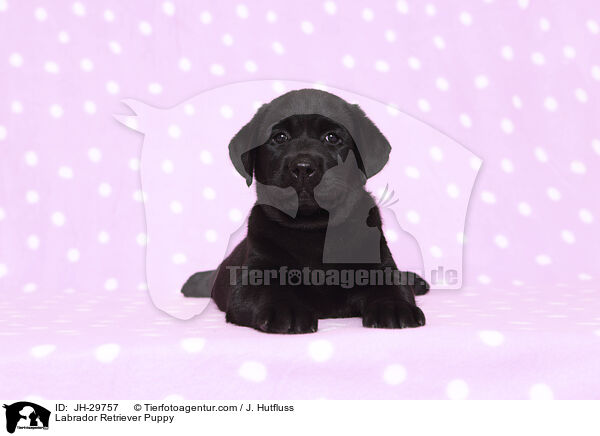 Labrador Retriever Puppy / JH-29757