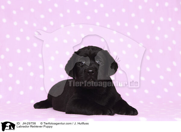 Labrador Retriever Welpe / Labrador Retriever Puppy / JH-29758