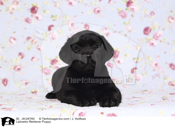 Labrador Retriever Welpe / Labrador Retriever Puppy / JH-29760