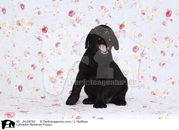 Labrador Retriever Welpe / Labrador Retriever Puppy / JH-29762