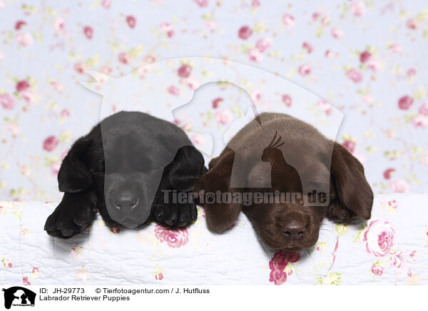Labrador Retriever Welpen / Labrador Retriever Puppies / JH-29773